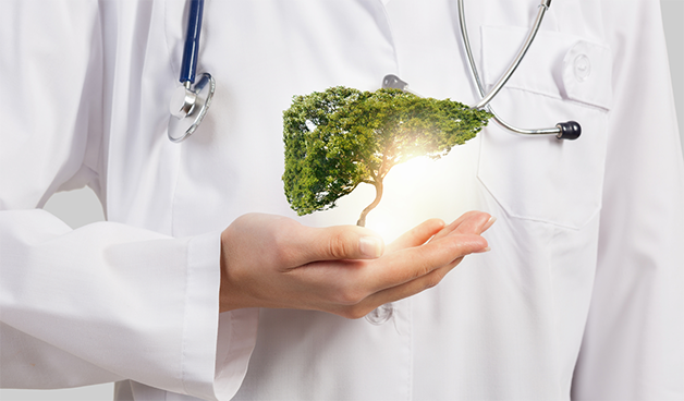 Роль печени в работе организма